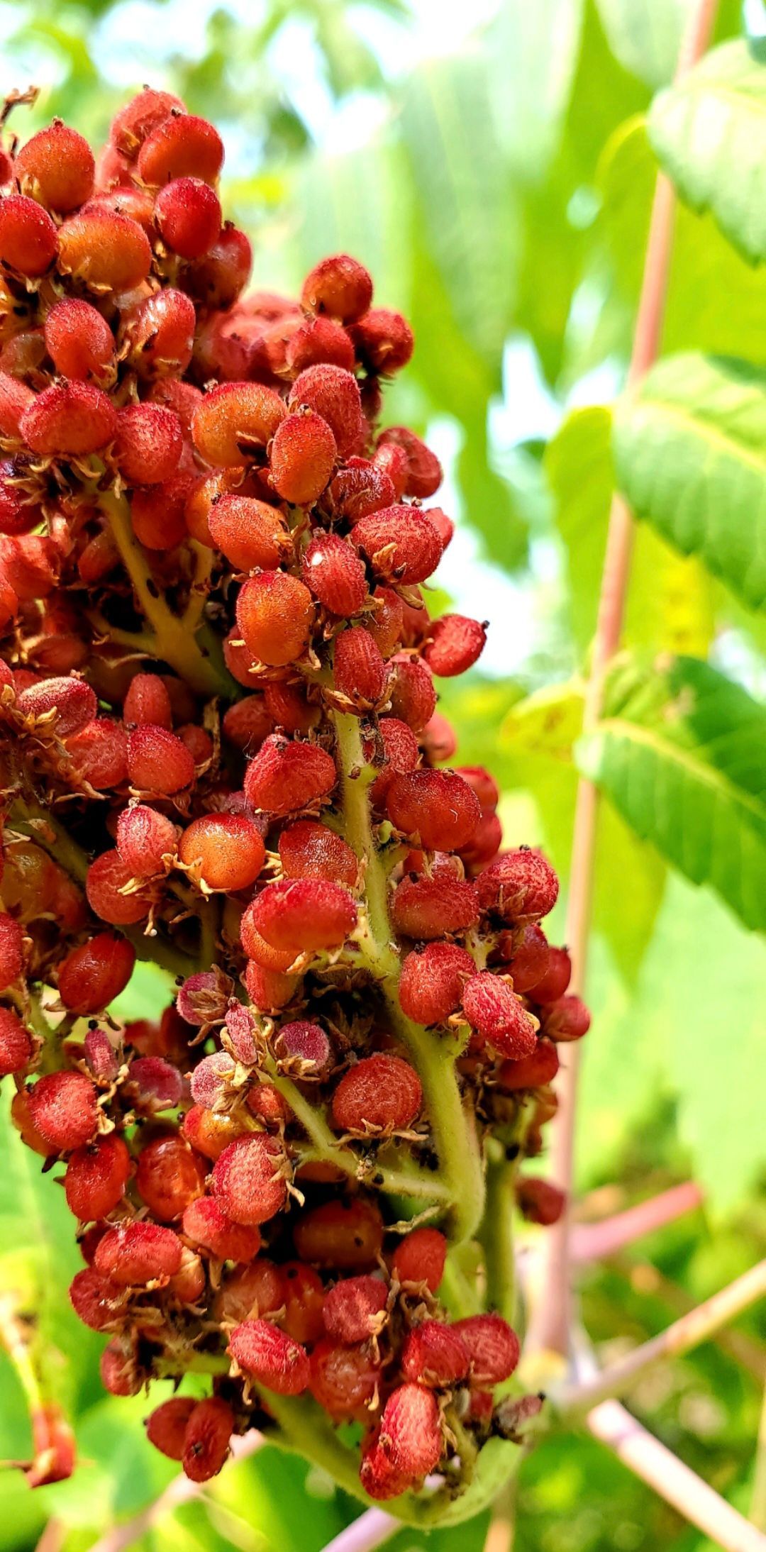 Close-up of a cluster of red berries on a green branch.