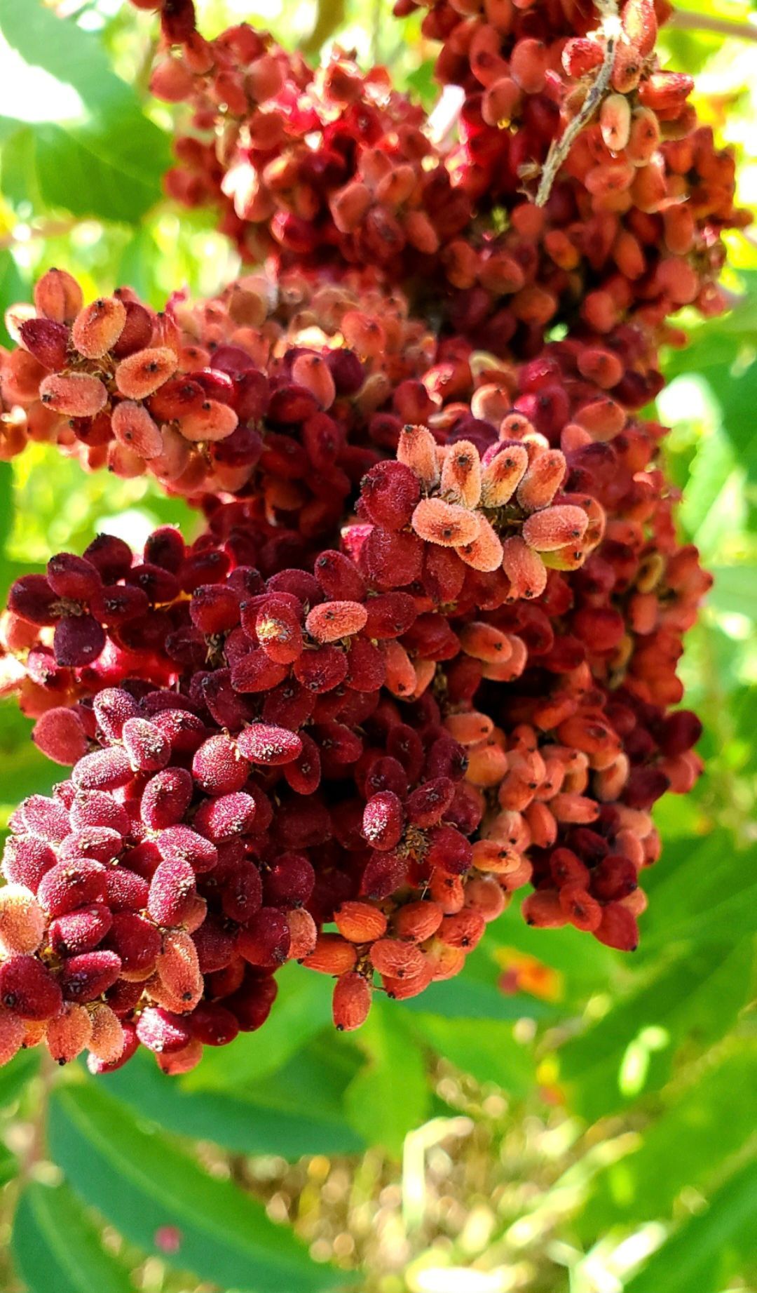 Close-up of a dark red sumac seed head, with fuzzy, oval seeds. Green leaves are in the background.