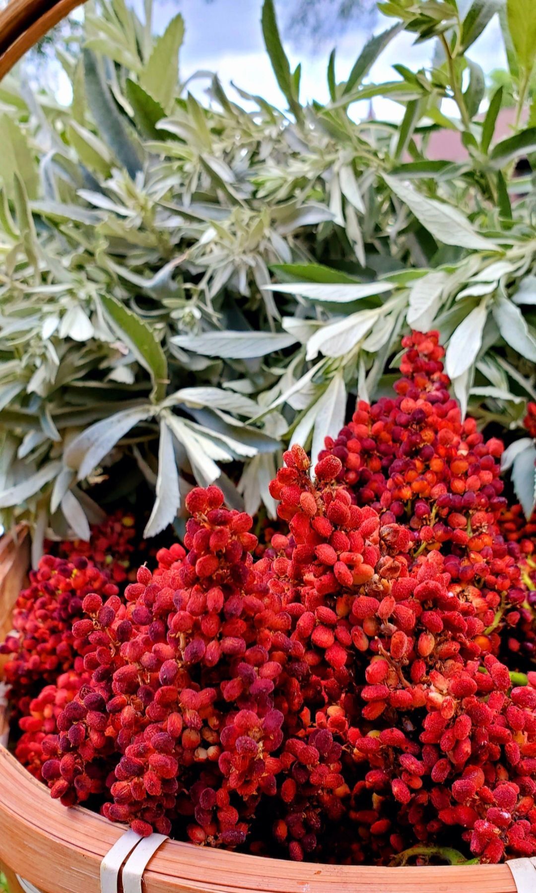 Basket filled with bright red sumac and silvery-green foliage, likely herbs or leaves.