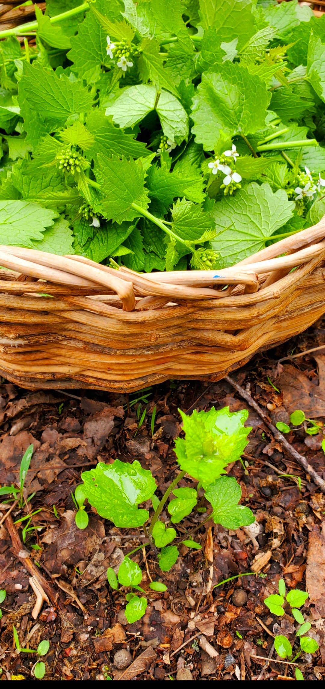 A woven basket filled with green leafy plants sits on brown soil. A young plant grows nearby.