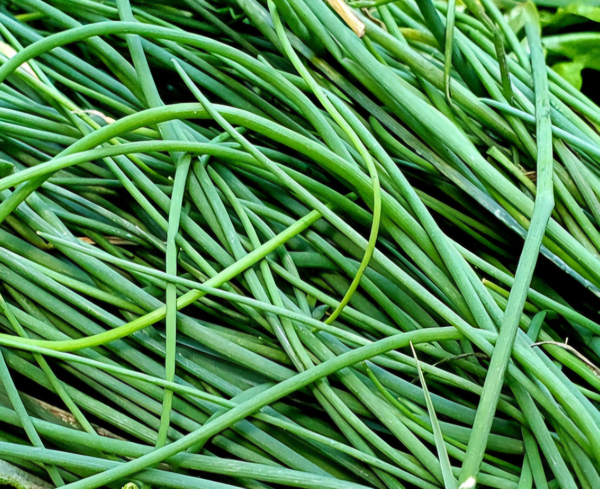 Green onion stalks, close-up, a tangled pile.