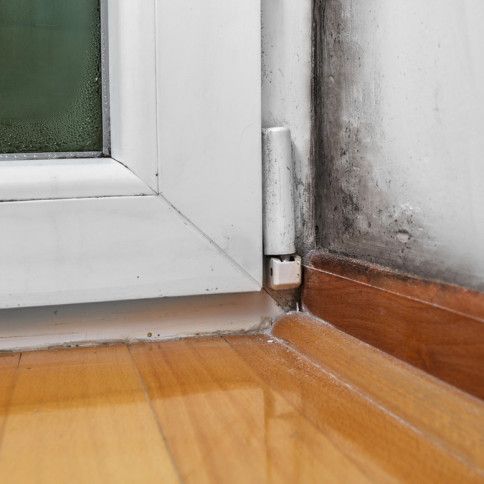 Mold remediation inspections NYC