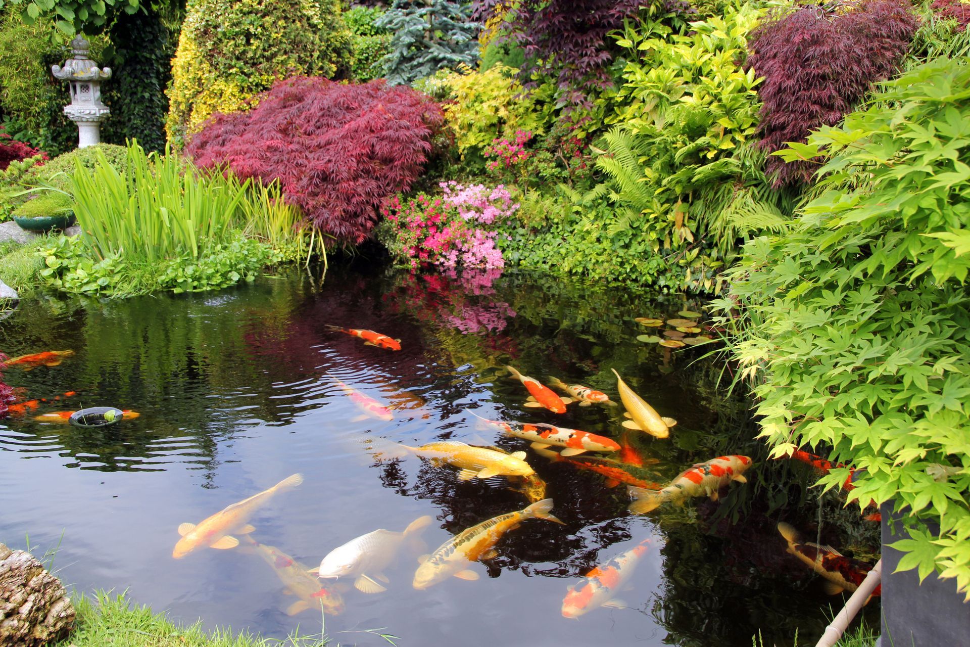 A pond filled with fish and flowers in a garden
