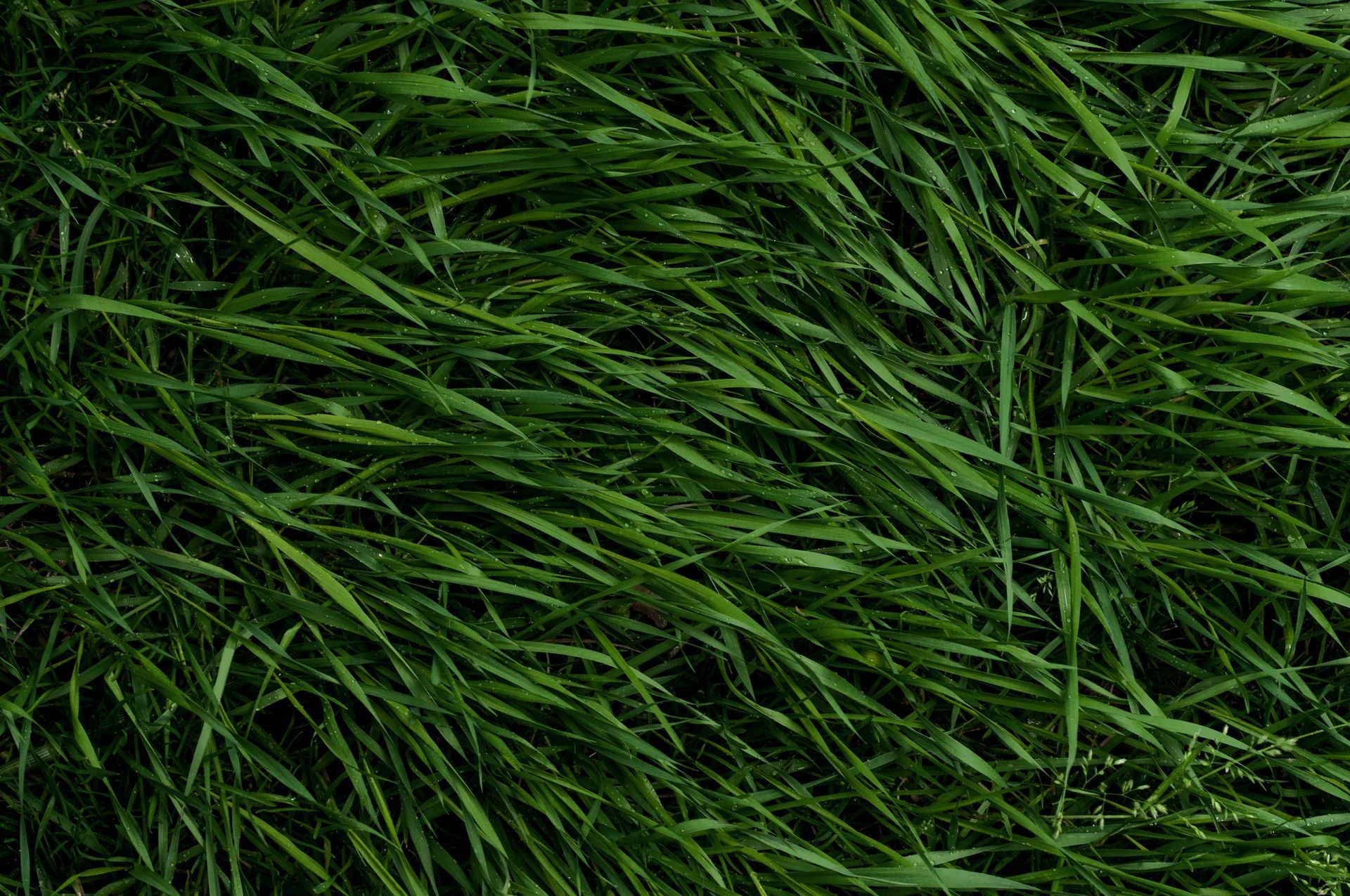 A close up of a lush green field of grass.