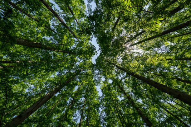 Looking up at the trees in a forest with the sun shining through the leaves.