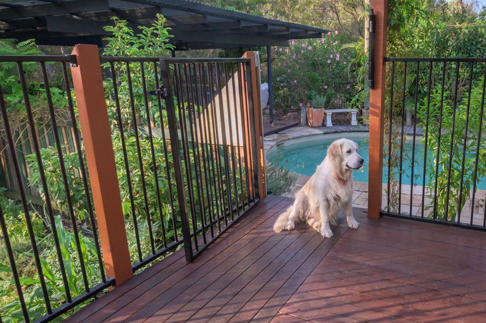 A Dog is Sitting on a Wooden Deck Next to a Pool — Tuff Fencing in Caboolture, QLD