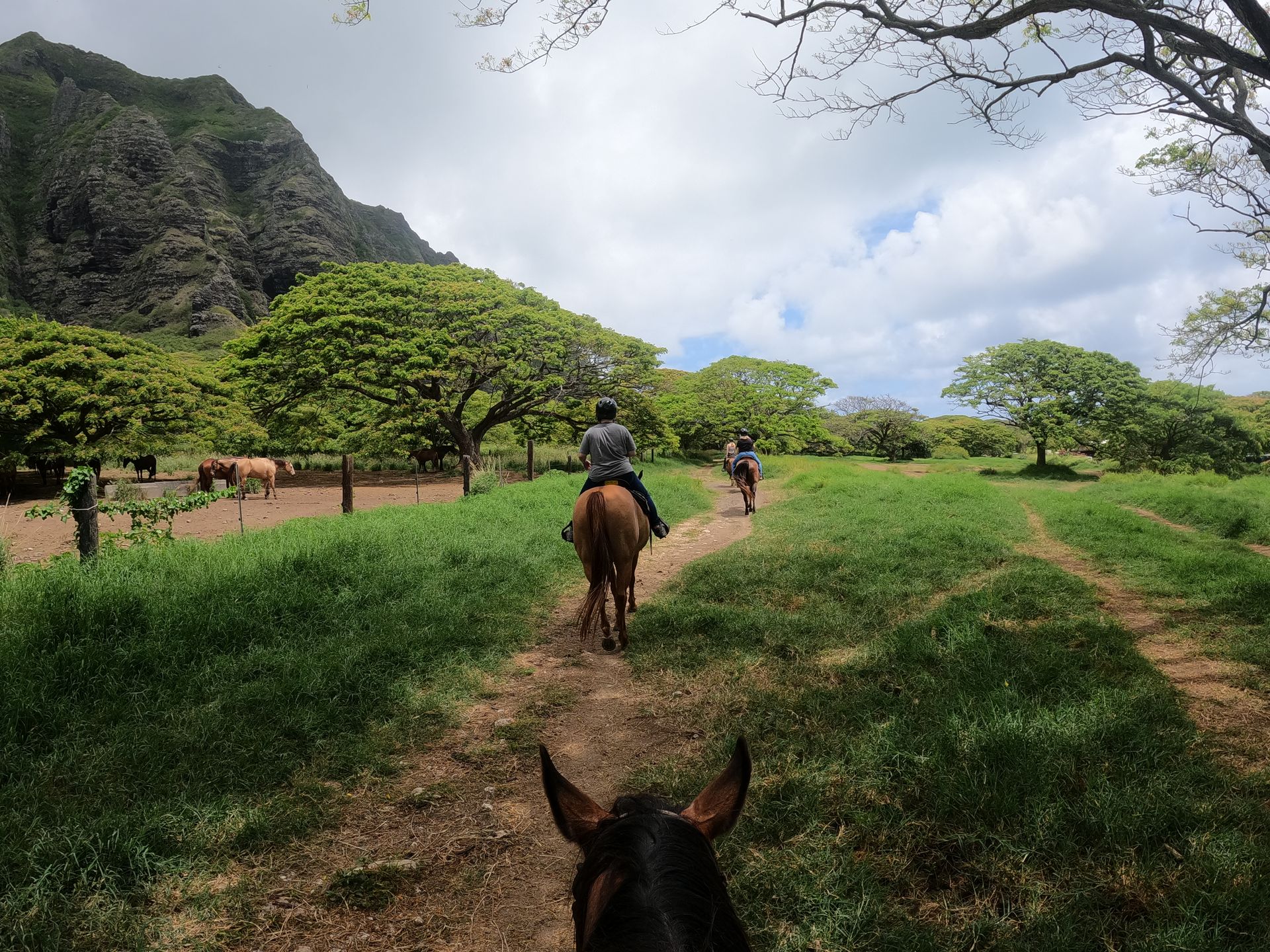 Horseback Riding in Hawaii 