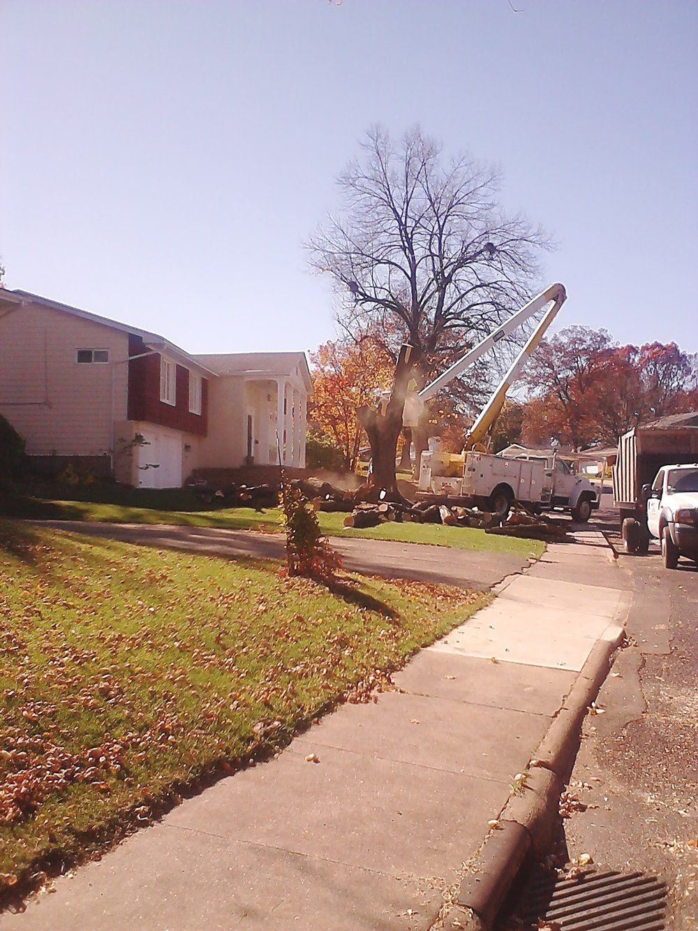 Cutting Tree — Peoria, IL — Buck’s Tree Service Inc