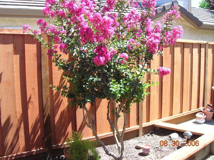 A tree with pink flowers in front of a wooden fence