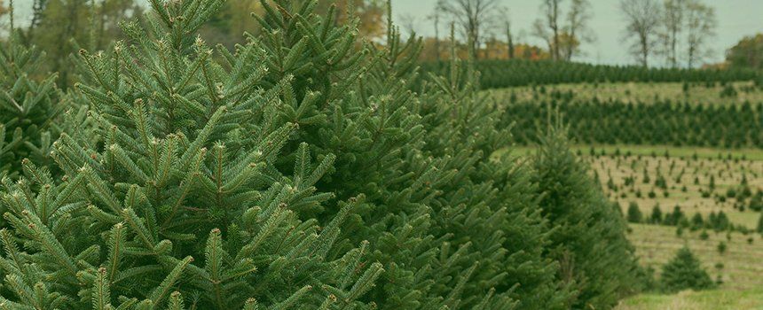 Real Christmas Tree Selection Care Advice