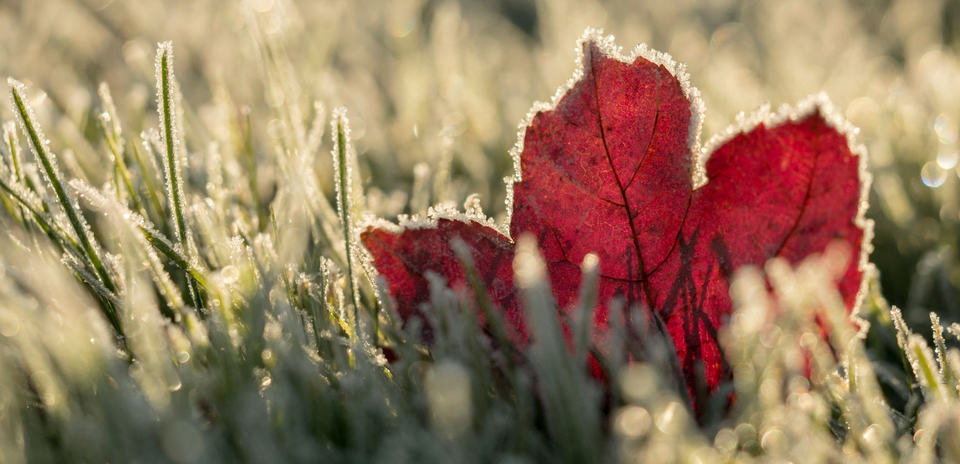 How to Protect Your Lawn from Cold Weather