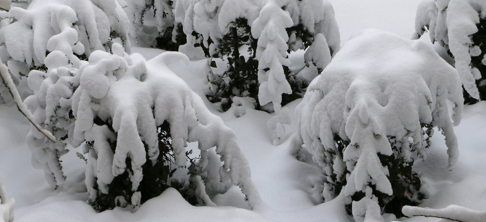 Pine Brook Landscaping snowy shrubs