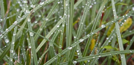 Proper Lawn Watering Practices