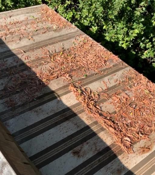 A wooden deck with a lot of wood chips on it