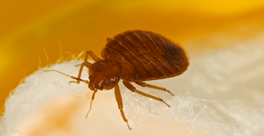Bed Bugs — Dallas, TX — Premier Pest & Termite