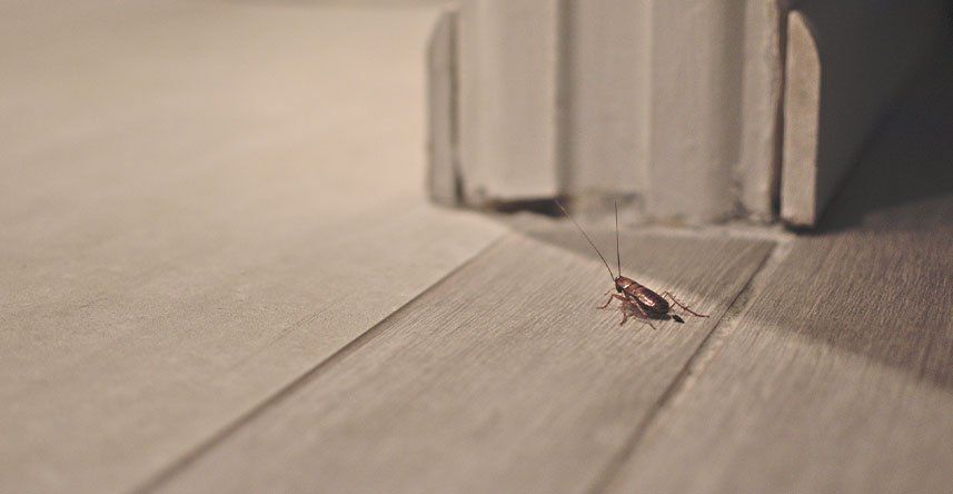 Cockroach — Dallas, TX — Premier Pest & Termite