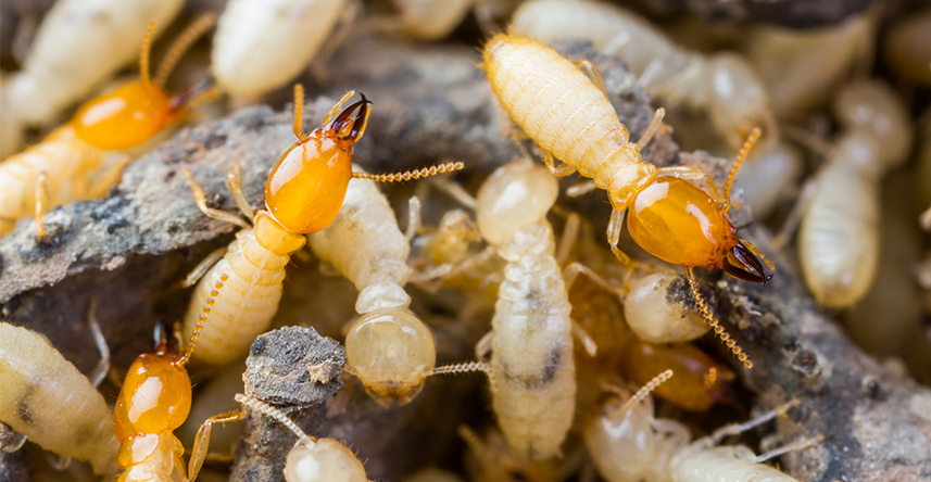 Termites — Dallas, TX — Premier Pest & Termite