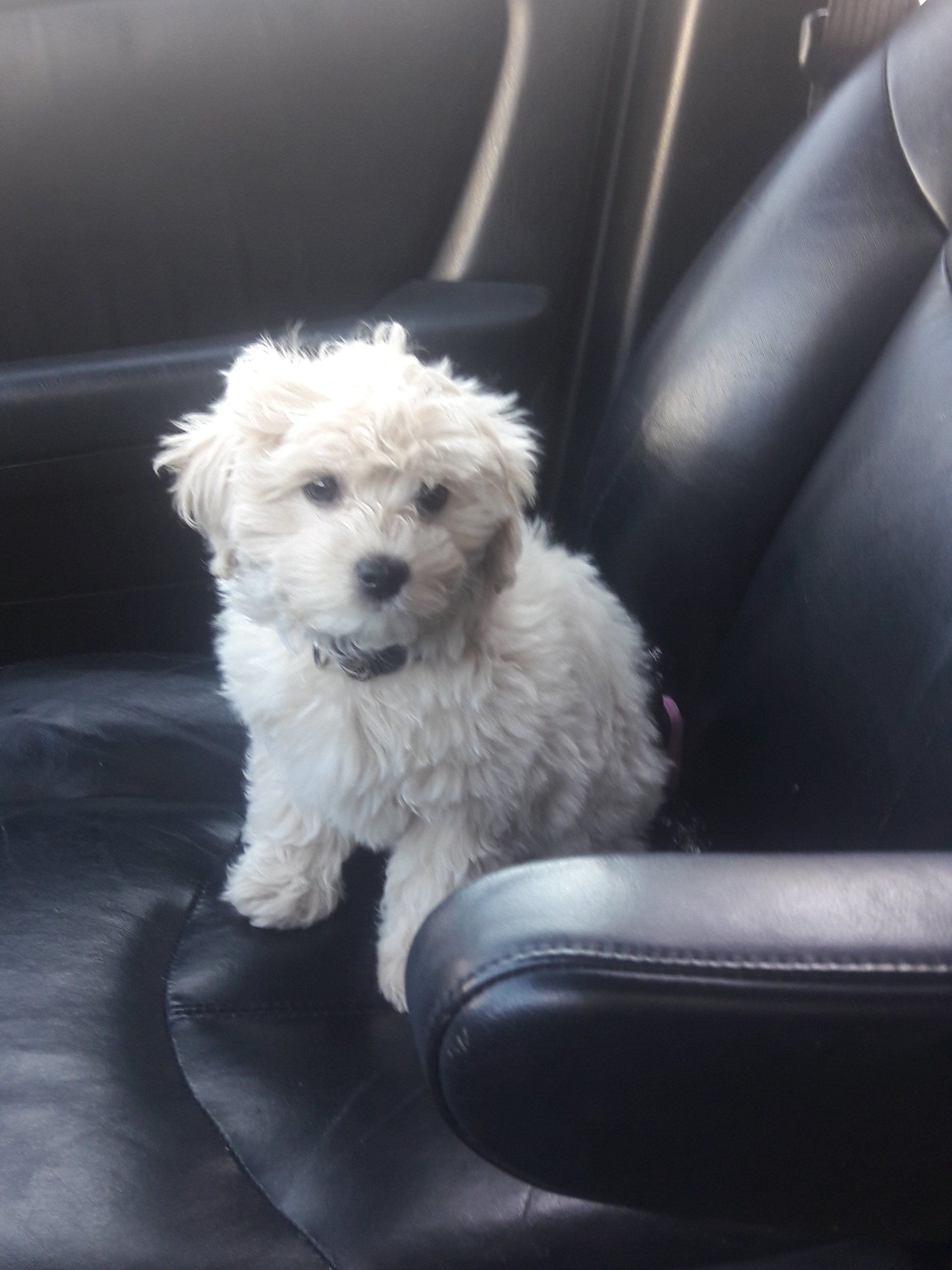 Maltipoo or Maltese dog picture. During dog training, AKC Puppy STAR training