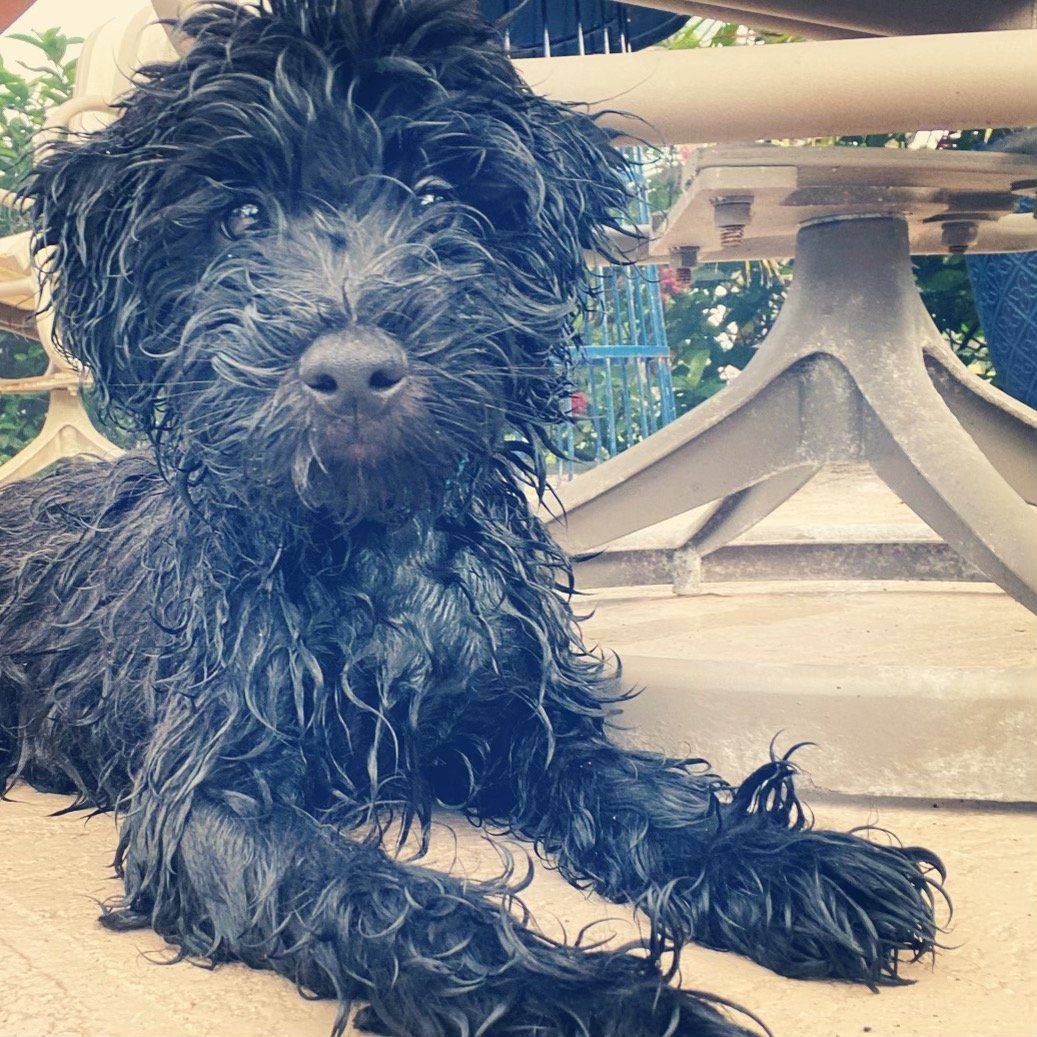 Dog Trainer Naples Top Dogs Southwest Florida's Premier Positive K9