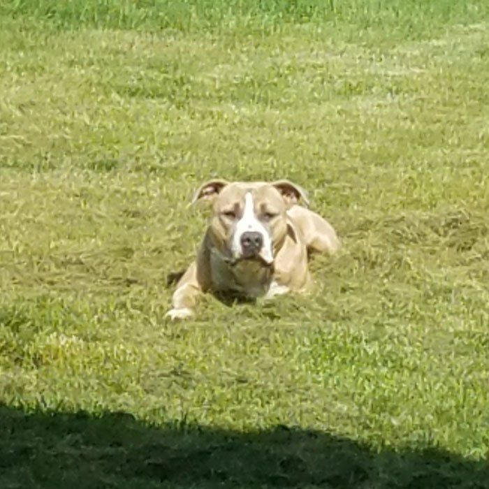 Beautiful prize winning pit bull named Roxy