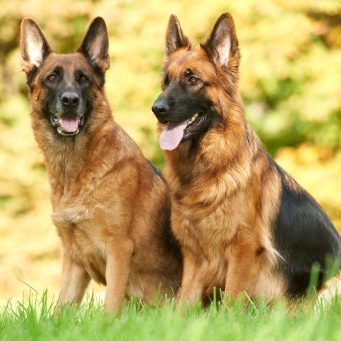 Two German Shepherds, GSD, who have completed dog training for protection.