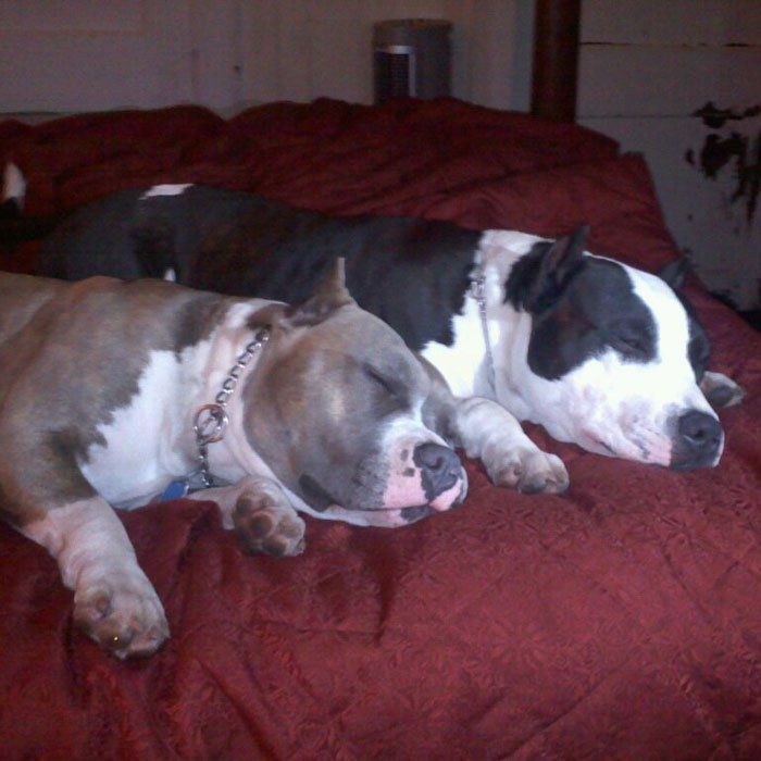 Beautiful show wining pit bulls, who have completed dog training.