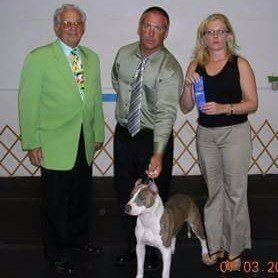 Show winning bull terrier, picture here with its handlers