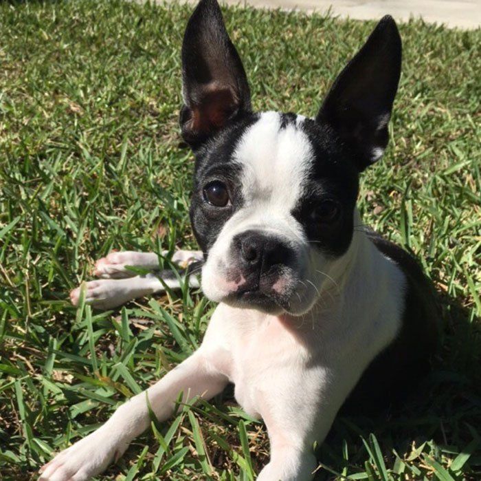 Boston Terrier puppy who completed dog training and puppy classes.