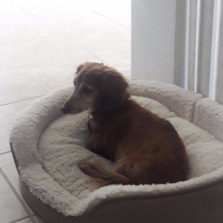 Senior Dachshund who has learned his dog training cue  to go lay in bed. We were dog sitting him.