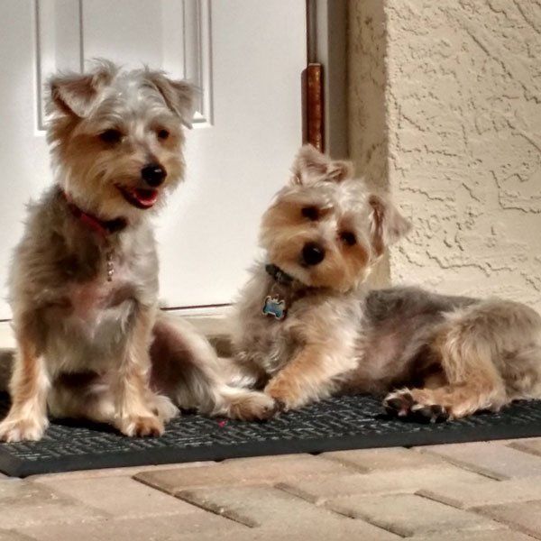 Yorkipoos who we dog sat.