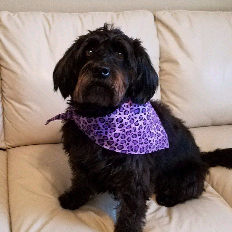 Mixed Dog, Halley, rescued from an animal shelter in Naples Florida. She has completed dog training to become a PSA service dog.