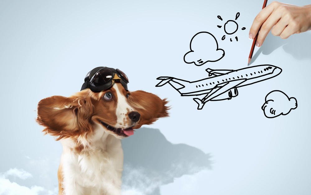 A dog with and airplane