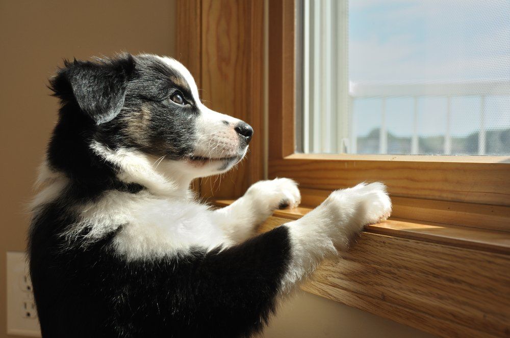 Dog looking out a window