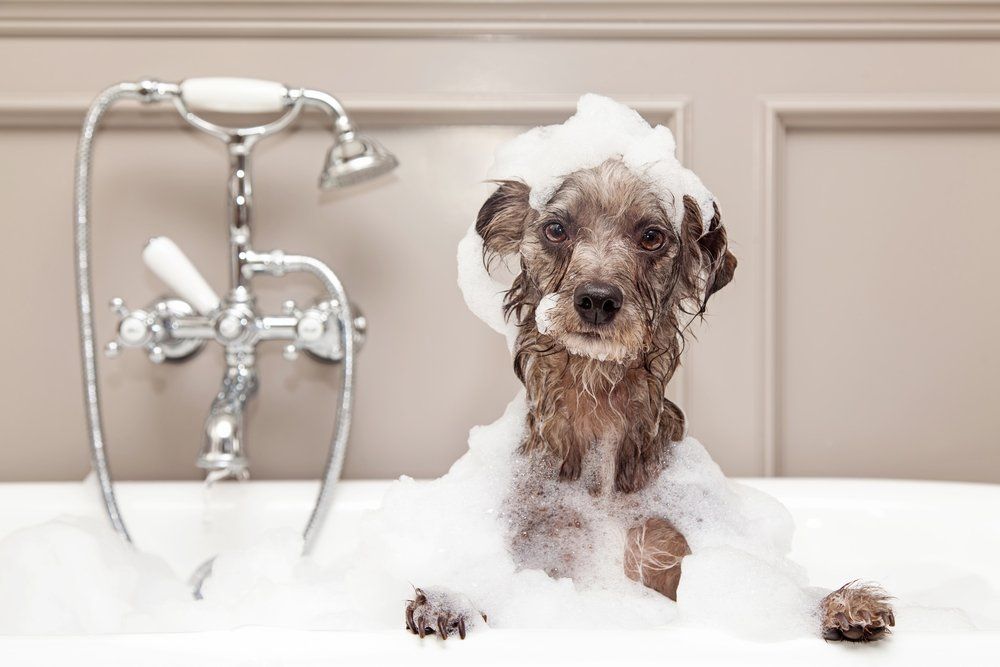 Dog in a bubble bath covered in bubbles