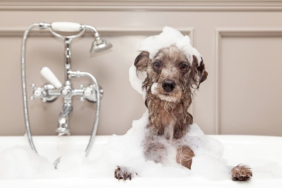 Dog in a bathtub covered in bubbles