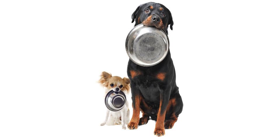 Two dogs with dog dishes in their mouths