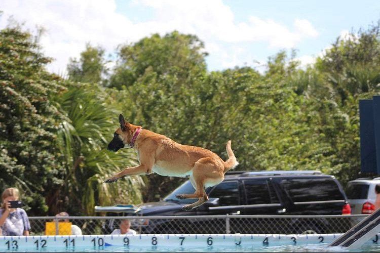Dog jumping into a pool