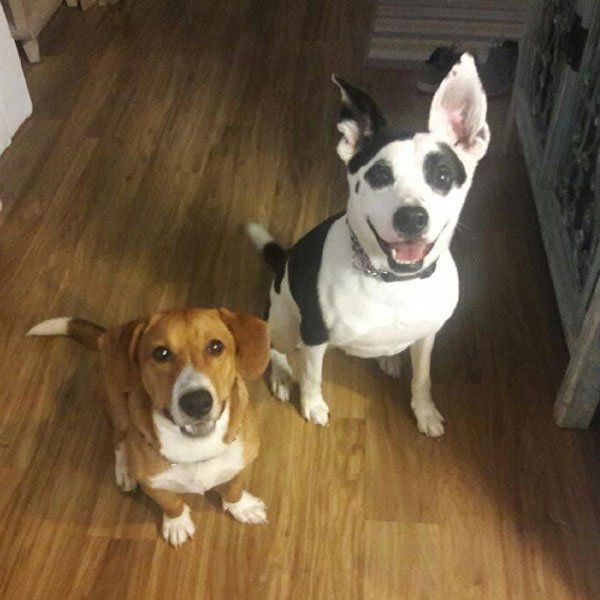 Rescued mixed dogs, from Brooke's Legacy