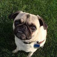 Cute pug during a dog sitting stay, who also recieved dog training in Naples Florida