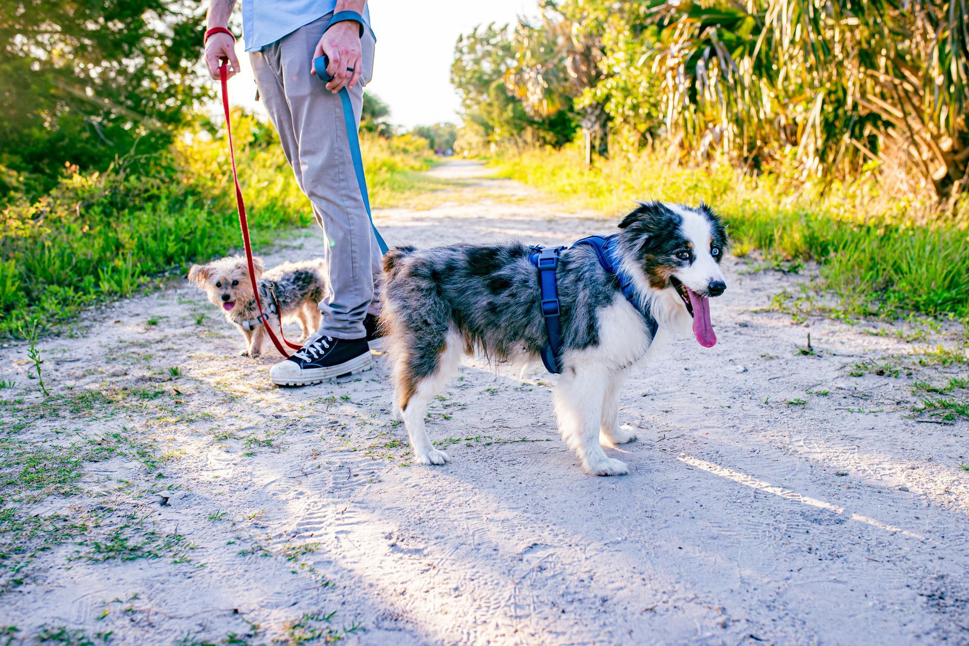 Person walking two dogs on a sunny dirt path, one black-and-white dog in front, one small tan dog behind.