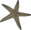 A close up of a starfish on a white background.