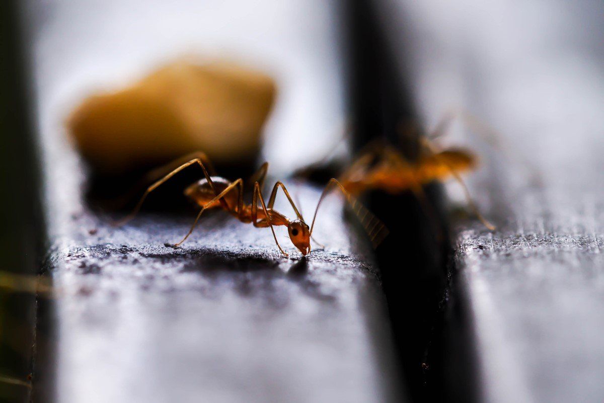Deux fourmis rouges se tiennent côte à côte sur une table.