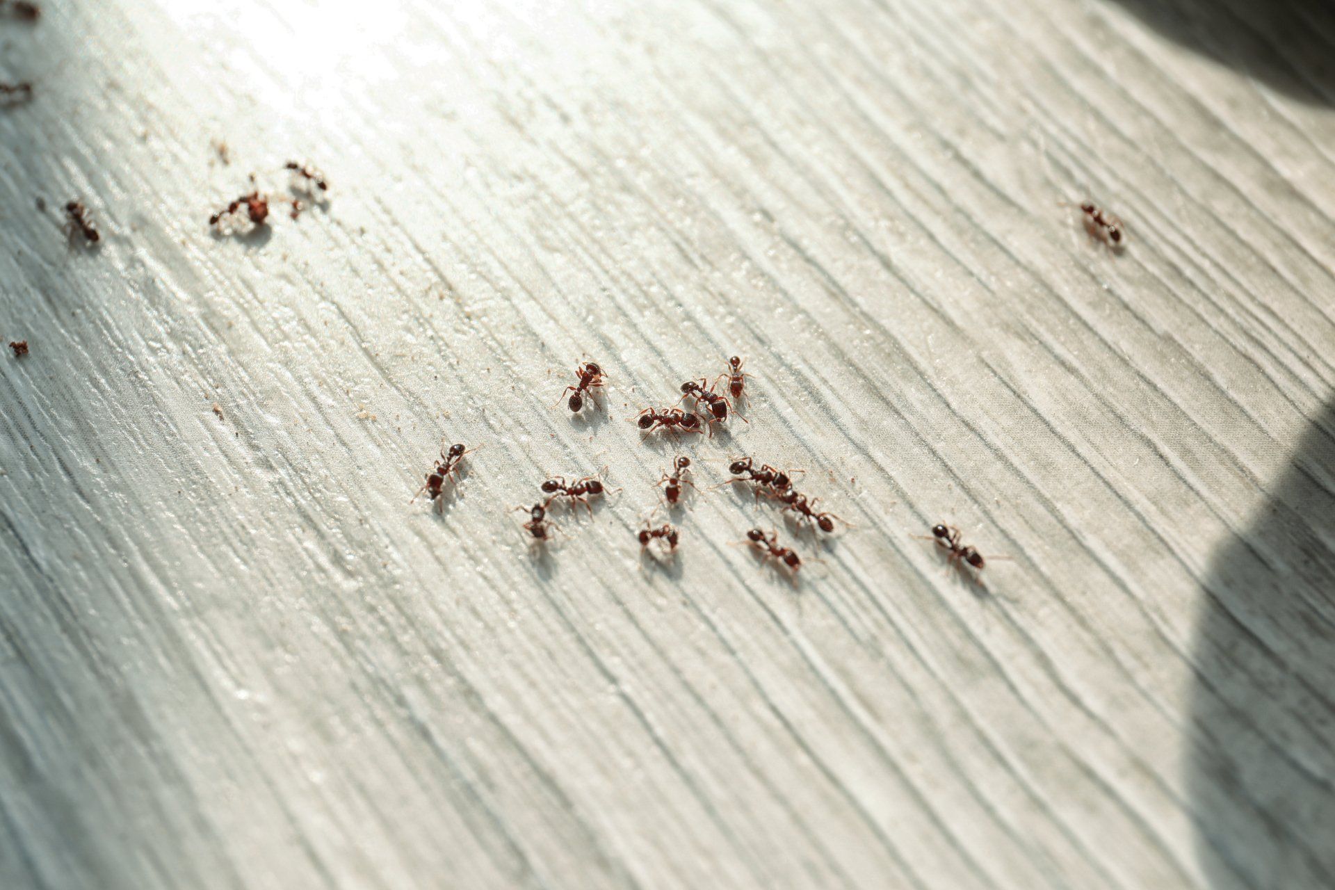 Un groupe de fourmis rampent sur un plancher en bois.