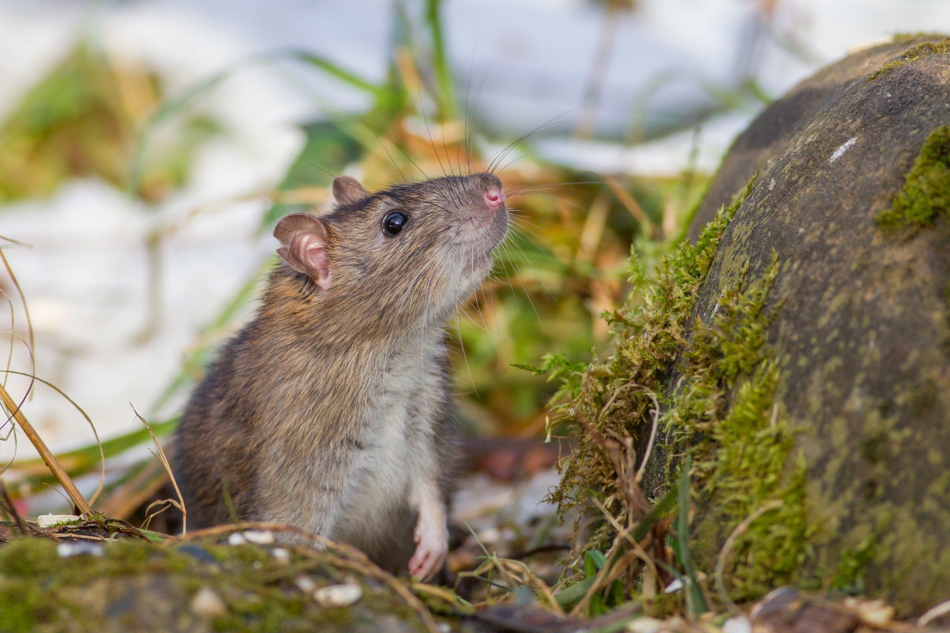 Un rat se tient à côté d'un rocher dans l'herbe.