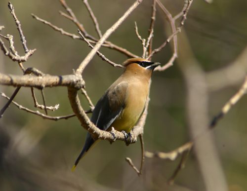 A small bird perched on a tree branch.