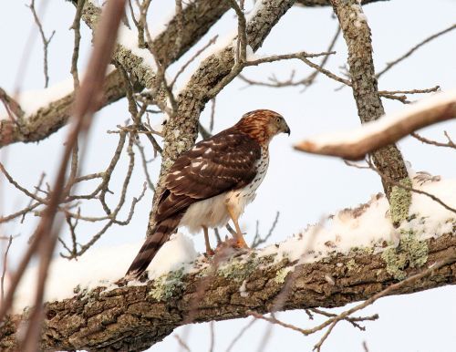 A bird perched on a tree branch in the snow