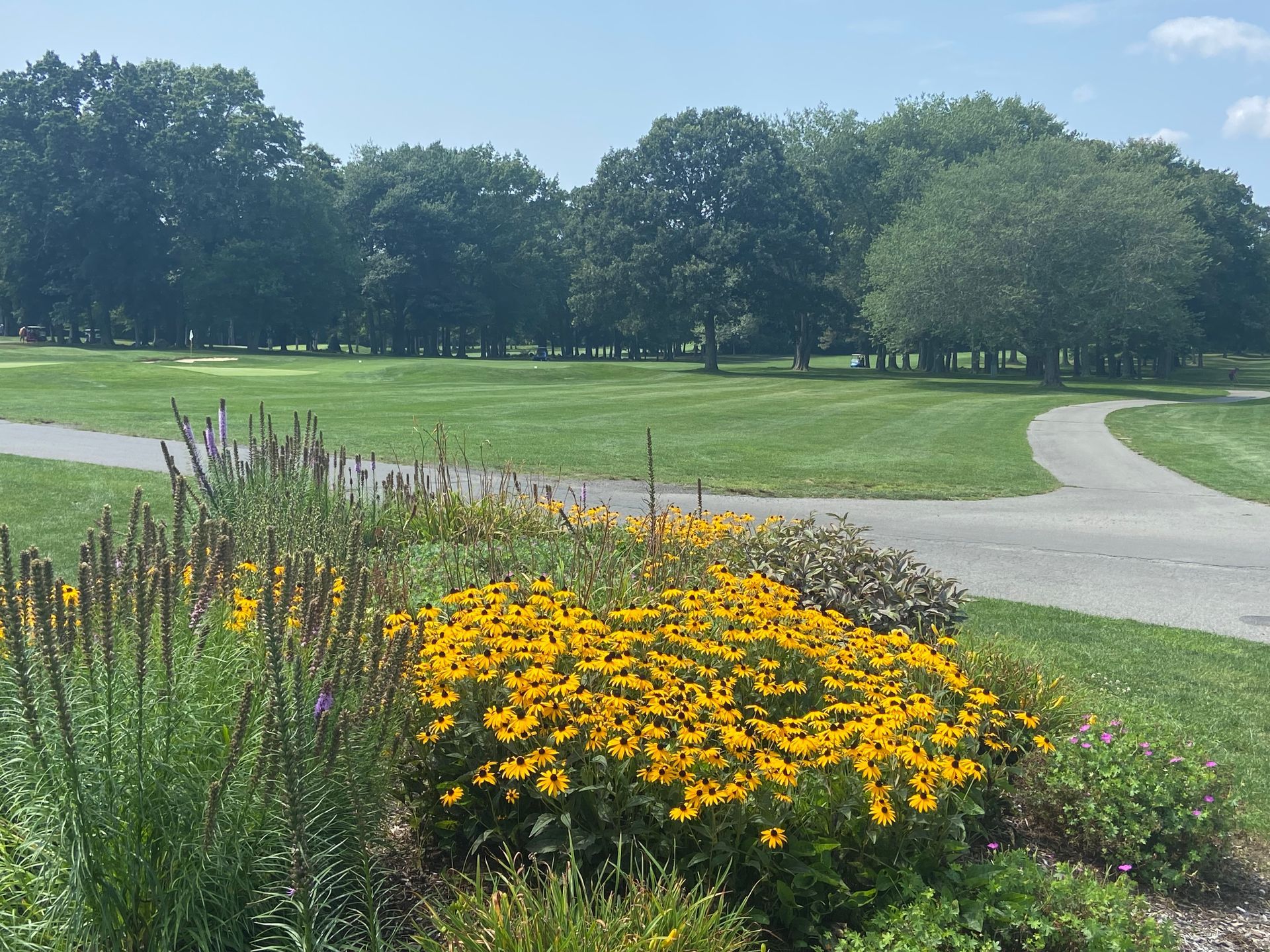 A path in a park with yellow flowers and trees in the background