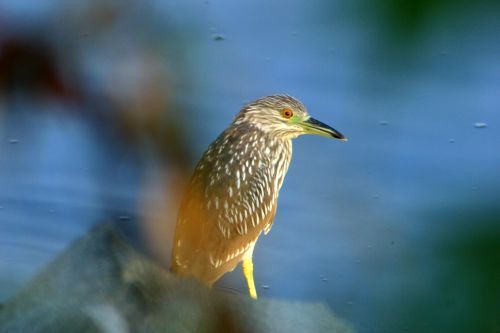 A bird with a long beak is perched on a rock in the water.