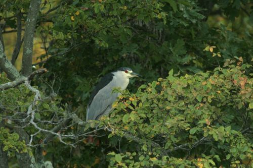 A bird is perched on a tree branch in the woods.