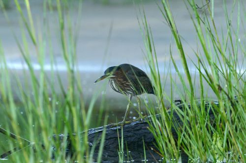 A small bird is standing in the grass near a body of water.
